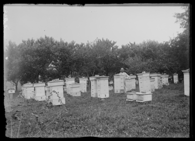 J.P. Moore's apiary & properties. 7/25/1916