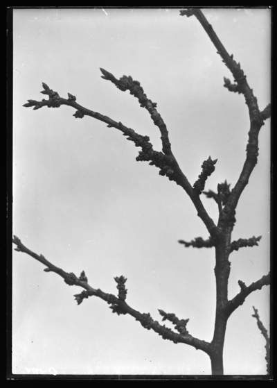 Plum twig with galls of phytoptus Phloectoptesd in Lexington, Kentucky. 2/9/1911