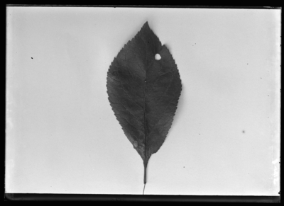 Plum leaf gnawed by olcanthus angustipenis 10/4/1904