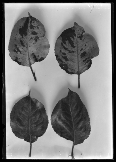 Pear leaf blister at Sharpsburg, Bath County, Kentucky. 8/4/1906
