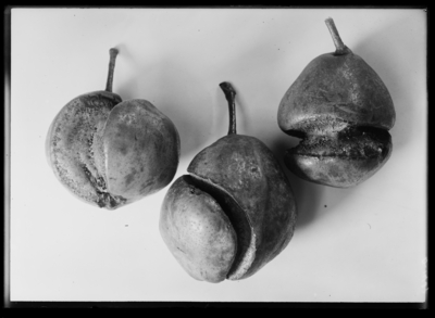 Pears injured by scab at M.J. Yopp Seed Company in Paducah, Kentucky. 9/28/1911