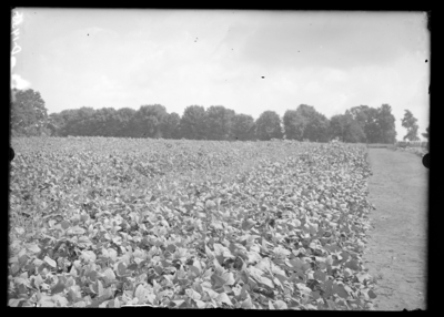 General view of soy beans-variety test. 9/1/1910
