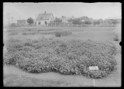 Alsike clover plot. 6/4/1909