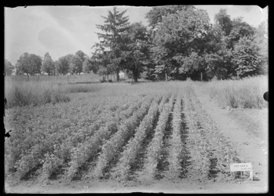 Alfalfa plot. 6/4/1909