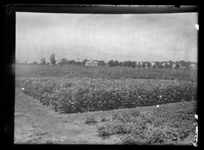 White clover plot at Experiment Farm. 6/16/1900