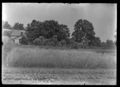 Meadow soft grass Plot 80. 6/23/1910