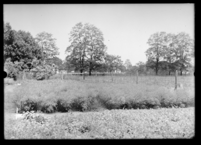 Wood meadow grass Plot 69. 6/17/1910