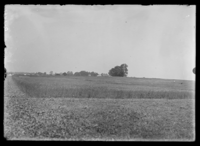 Wheat variant plots at University Farm. 6/23/1910