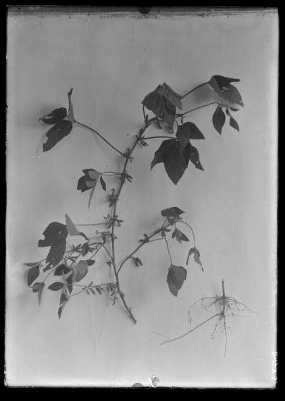 Soybeans (N). 9/6/1918