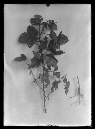 Soybeans (H). 9/6/1918