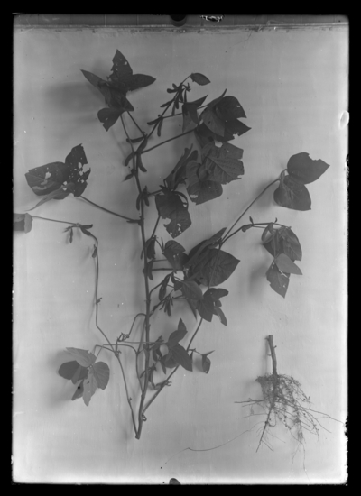Soybeans (L). 9/6/1918