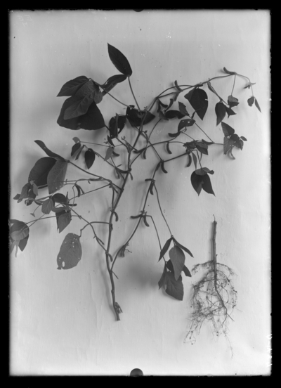 Soybeans EE. 9/6/1918