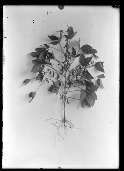 Soybeans I. 9/4/1918
