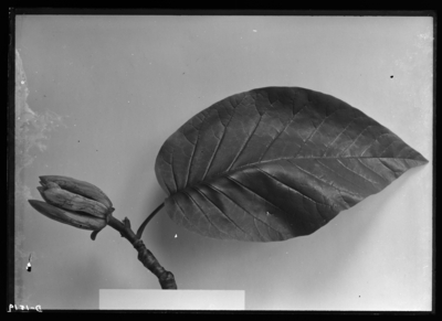 Magnolia acuminata leaves. 5/27/1910