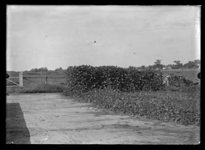 Kudzu-plots. Fall 1909