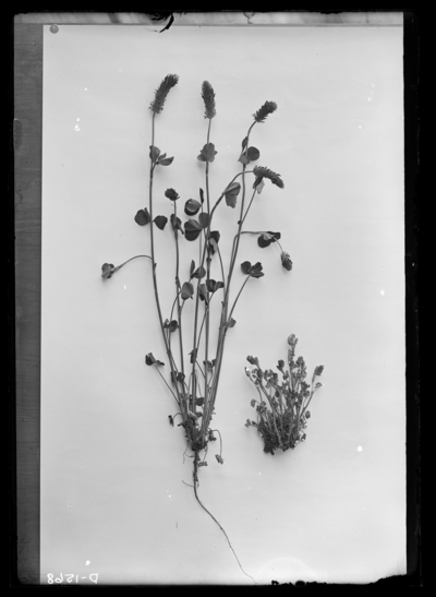 Crimson clover from plot. 5/23/1901