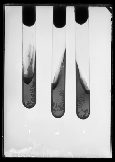 1. Red clover 2. White clover 3. red clover-taken by transmitted light. 4/9/1908