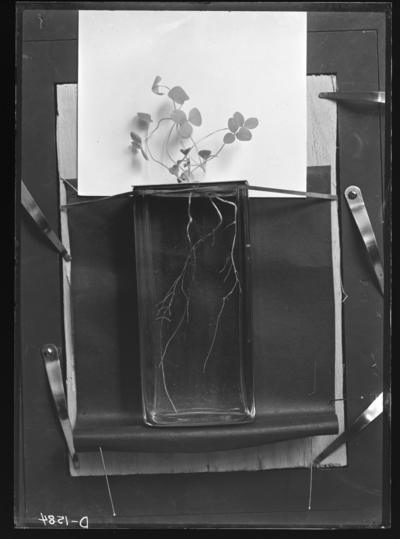 (1) Red clover treated with red clover culture October 30, 1907. 12/12/1907
