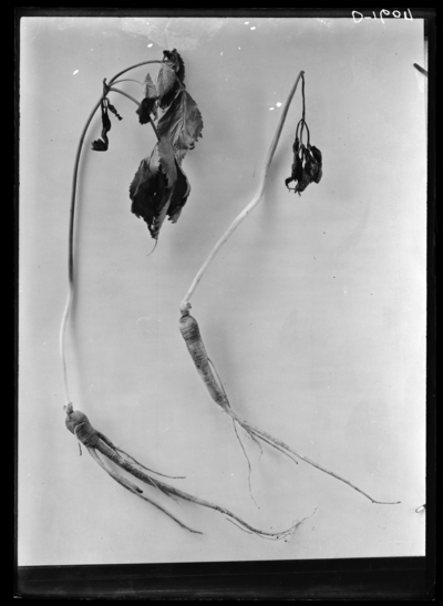 Ginseng wilt disease, plant from J.W. Sears. 5/17/1907