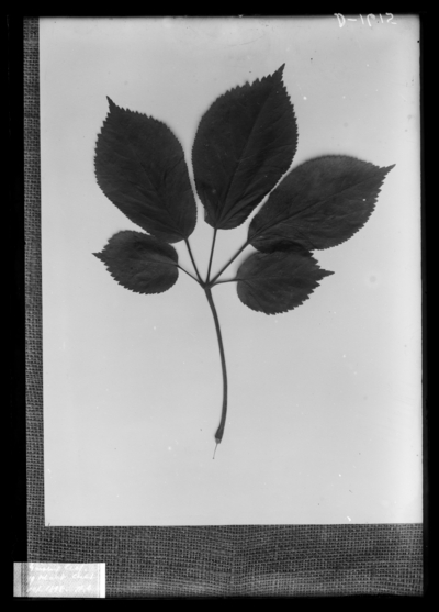 Ginseng leaf of YY culture, plant. 10/1898