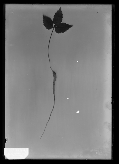 Ginseng from seed 1898 10/1898