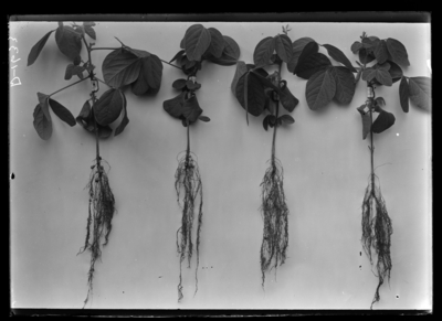 Soybean plant, reduced; 1 (left) seed soaked overnight; 2 soaked 1 hour; 3 soaked 10 minutes. Grown in Vivarium. 4/7/1903