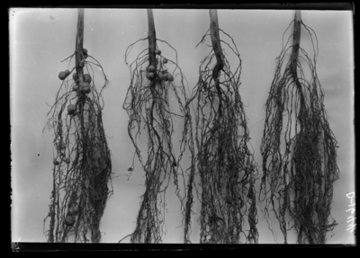 Soybean nodules from culture made in Division 1. seed soaked overnight, 2. seed soaked 1 hour, 3. seed soaked 10 minutes, 4. seed not treated (check). Plants growin in Vivarium. 4/7/1903