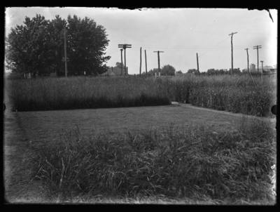 Bermuda grass plot. 6/15/1907