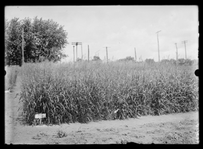 Reid canary grass plot. 6/4/1909