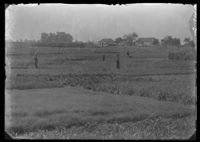 General view of plots. 8/24/1906