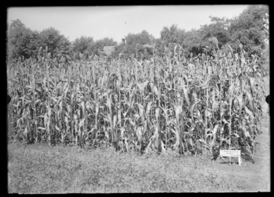 Plot of Jerusalem corn. 8/5/1908