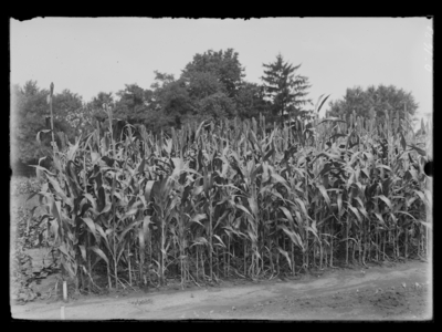 Plot of white Kaffir corn. 8/5/1908