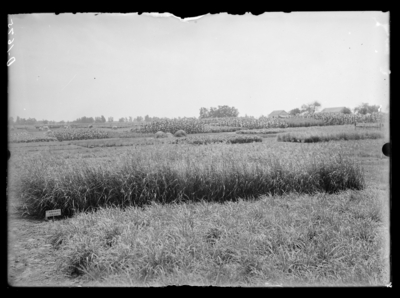 Plot #12 Rhodes grass. 7/25/1907