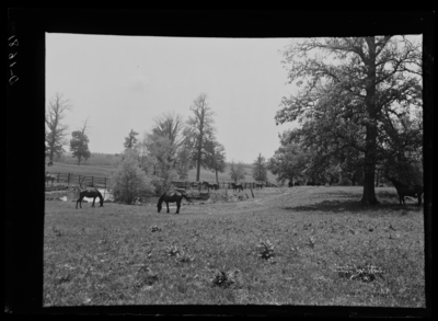 Woodland pasture at Horeb Pike. 5/19/1900