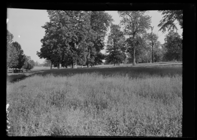 Woodland pasture, bluegrass in bloom at Henry Clay place in Lexington, Kentucky. 6/4/1900