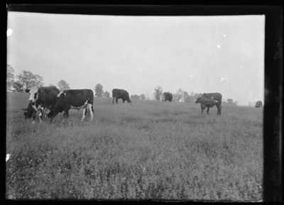 Pasture with steers at Nicholasville Pike. 5/25/1900