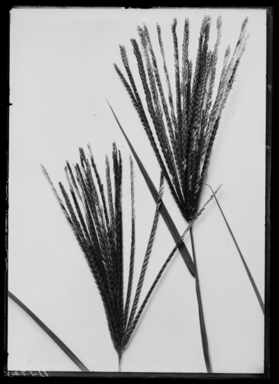 Heads of Rhodes grass, natural size. 7/25/1907