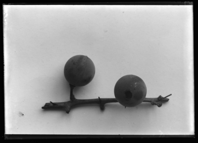 Grape injured by tree cricket. 9/13/1904