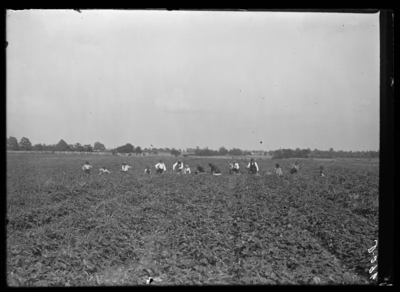 Strawberry picking at Foley's place-Clay's Mill Road. 4/30/1905