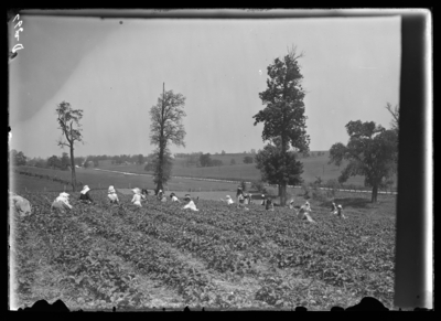 Strawberry pickers at Boxwell Fox's place in Winchester. 4/24/1905