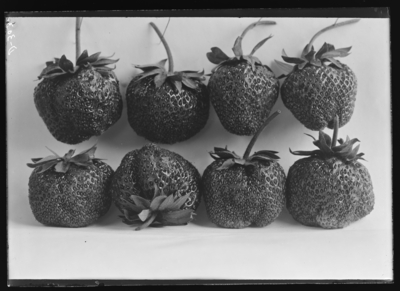Strawberries, Candy, natural size at Karsner. 5/29/1905