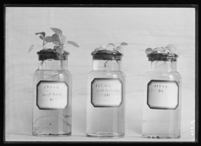 Tobacco plant in bottles from Dr. Peter. 2/24/1908