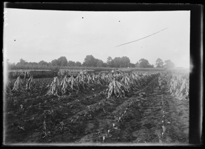Tobacco on sticks in a field at the Experiment Station Farm. 9/11/1900