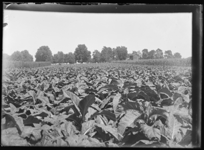 Tobacco on Experiment Station Farm. 8/1899