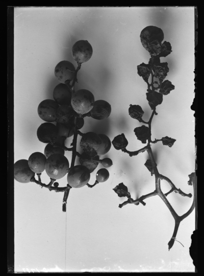 Black rot of grape, natural size. 7/26/1906