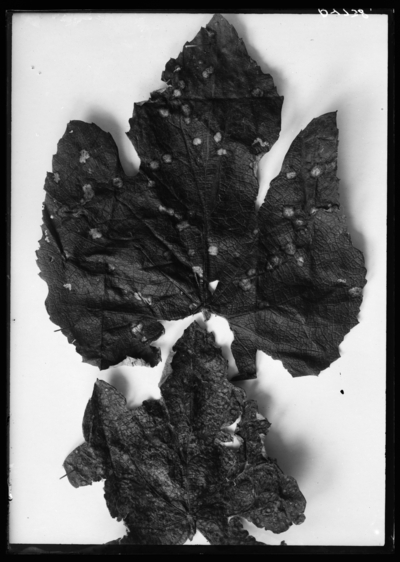 Black rot fungus on grape leaves in Paducah, Kentucky. 6/1/1910