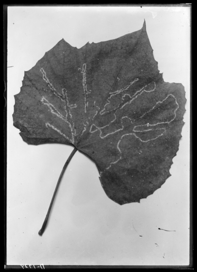 Cultivated grape leaf miner. 10/7/1912