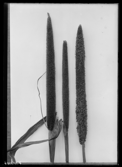 Pearl millet (Penn. typboideum). 9/20/1901