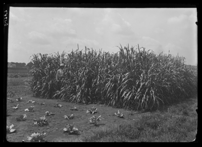 (1) Pearl millet plot at Experiment Farm. 8/24/1901