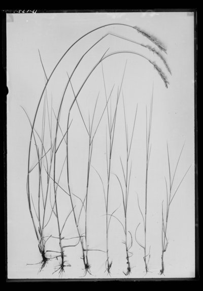 Agropyron spicatum plots in Lexington, Kentucky. 6/29/1907